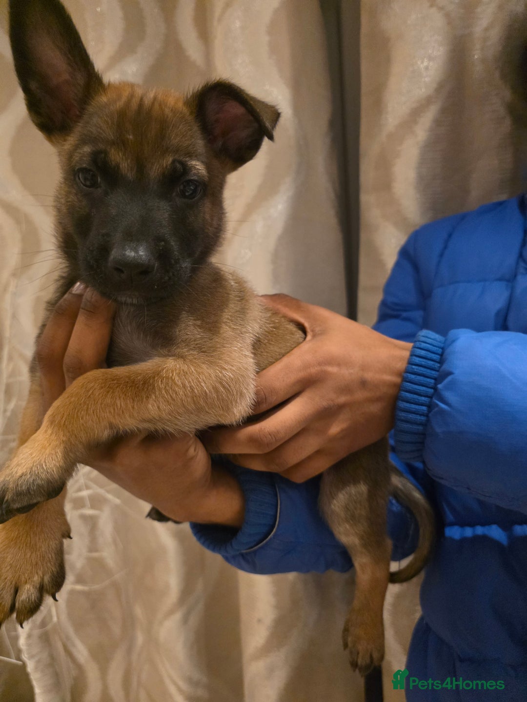 Belgian Shepherd Dog dogs for sale: Belgian malinois  - Image 6