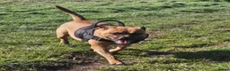 Staffordshire Bull Terrier dogs for sale: Red Staffordshire bull Terrier male  in Middlesbrough - Advert 5