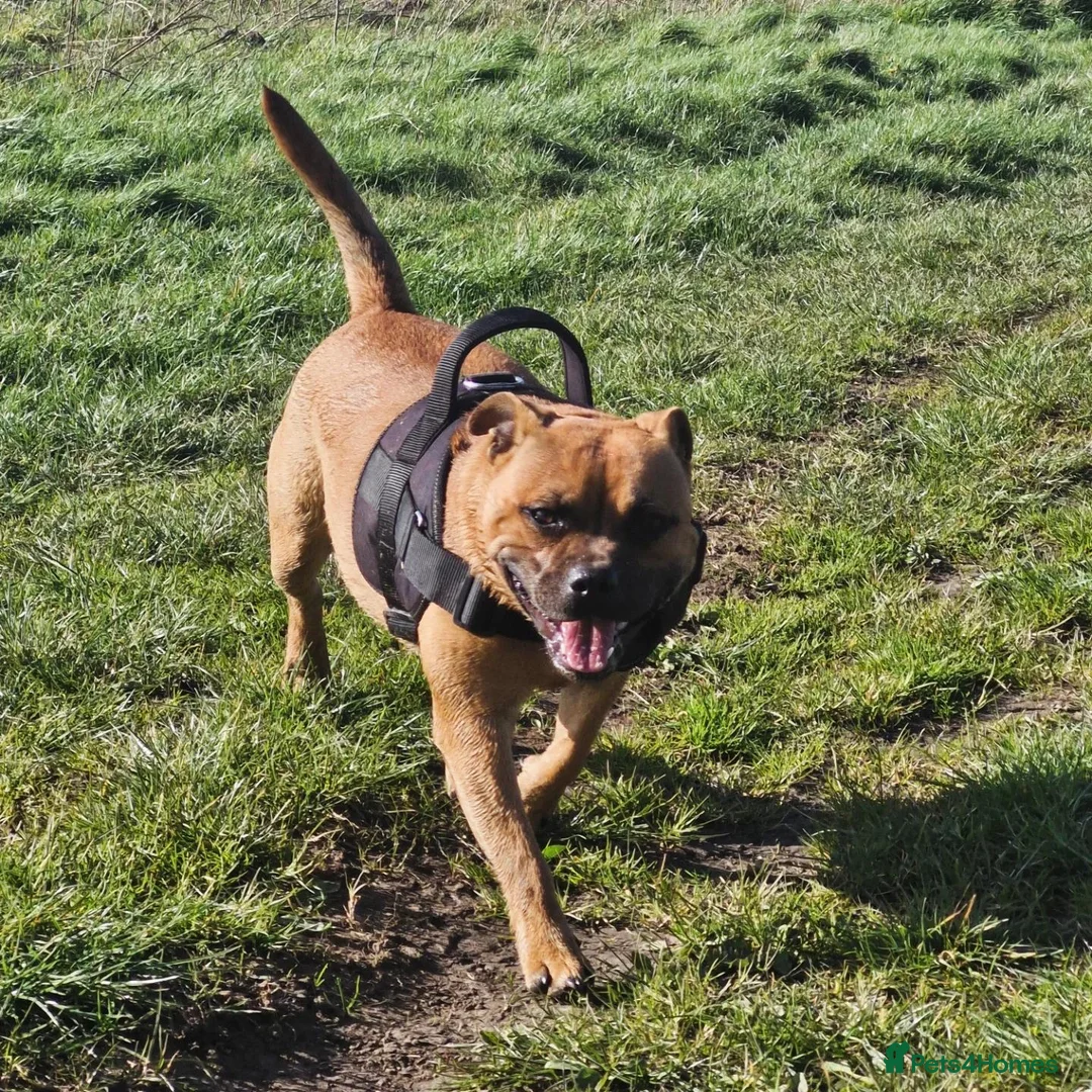 Staffordshire Bull Terrier dogs for sale: Red Staffordshire bull Terrier male  in Middlesbrough - Advert 5