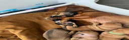 Mixed Breed dogs for sale: 4 male dachshund - dachshund- jacawawa - Advert 14