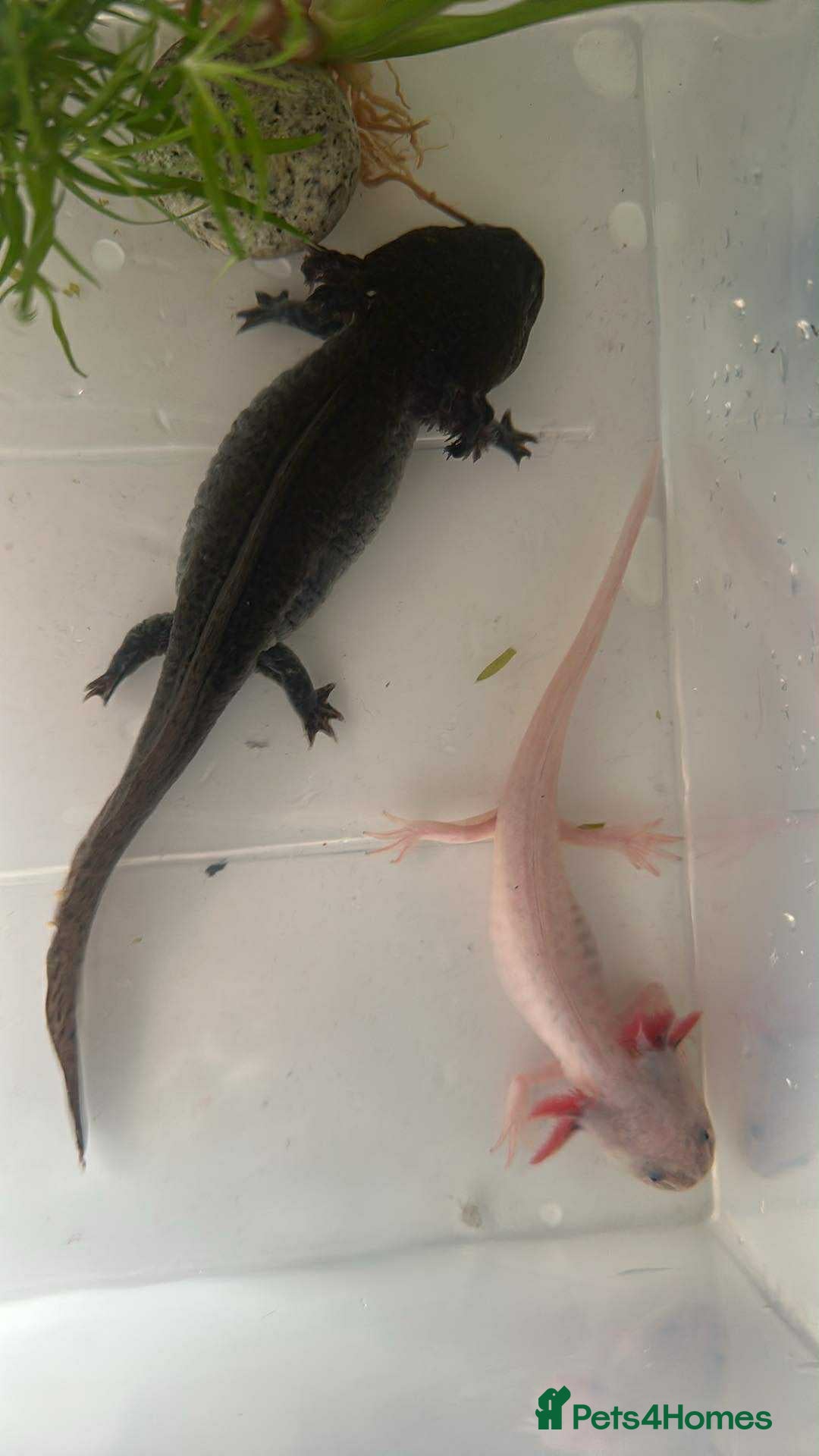 Axolotl reptiles for sale: 2 axolotls for sale  - Advert 1