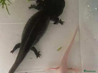 Axolotl reptiles (Black) axolotl for sale - Advert 22