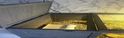 Hermann Tortoise reptiles for sale: 2 Hermann tortoises and table - Advert 5