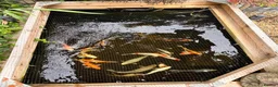 Koi Carp fish for sale: Mixed koi 5”-12” - Advert 3
