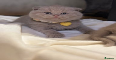 Scottish Fold cats - Advert 2