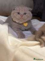 Scottish Fold cats - Advert 7