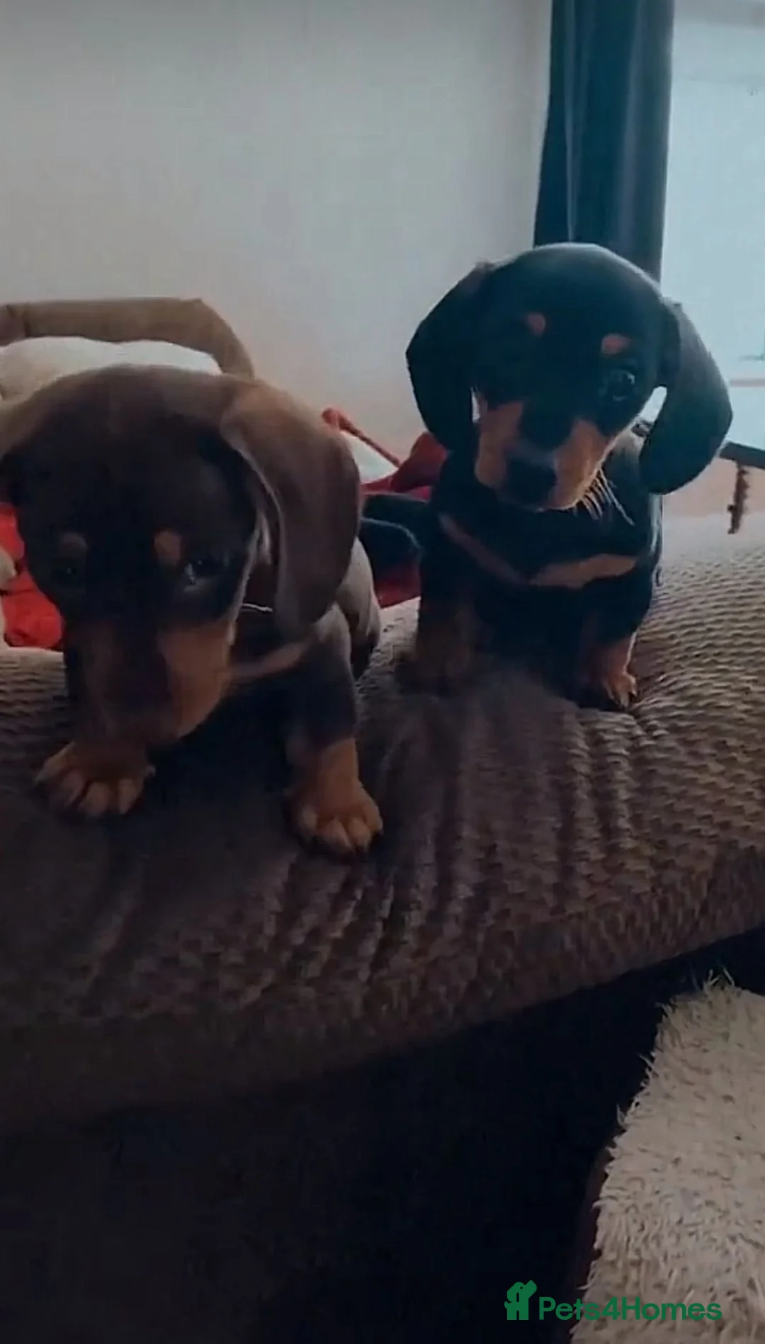 Miniature Dachshund dogs for sale: Miniature dachshund puppies - Advert 2