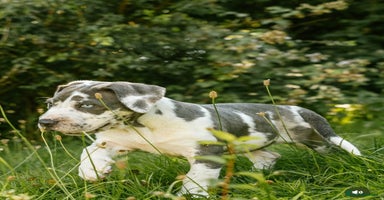 Mastiff dogs - Advert 8