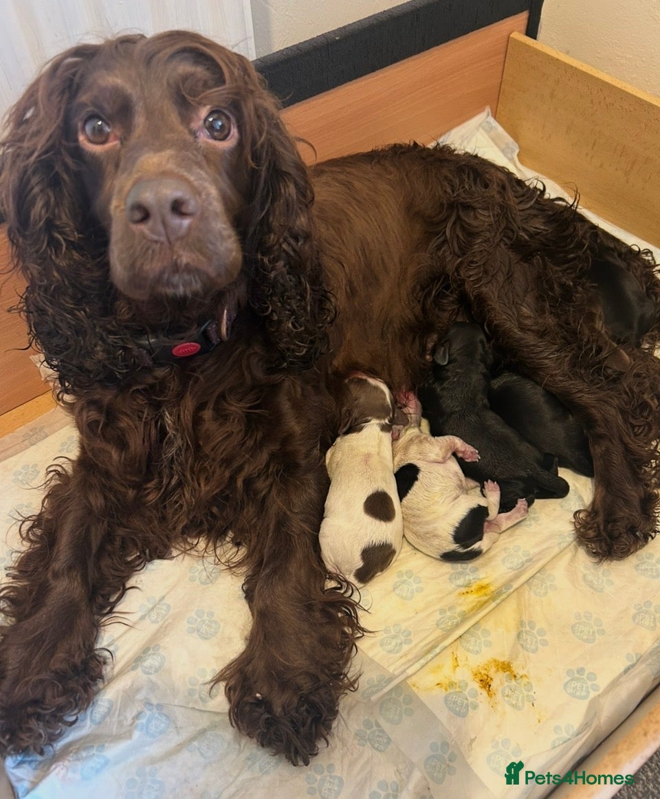 Cocker Spaniel dogs Beautiful Cocker Spaniel puppies  - Advert 6