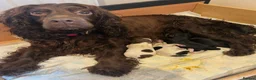 Cocker Spaniel dogs for sale: Beautiful Cocker Spaniel puppies  in Sheffield - Advert 1