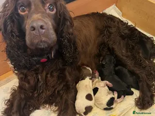 Cocker Spaniel dogs Beautiful Cocker Spaniel puppies - Advert 7