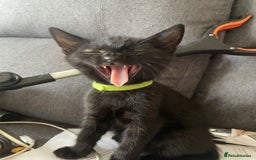 British Shorthair cats for sale: 6 x cutest kittens ever  - Image 4