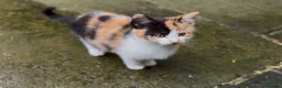 Mixed Breed cats for sale: Stunning Calico BSH - Advert 3