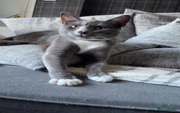 Russian Blue cats for sale: Male Russian blue cat - Image 3