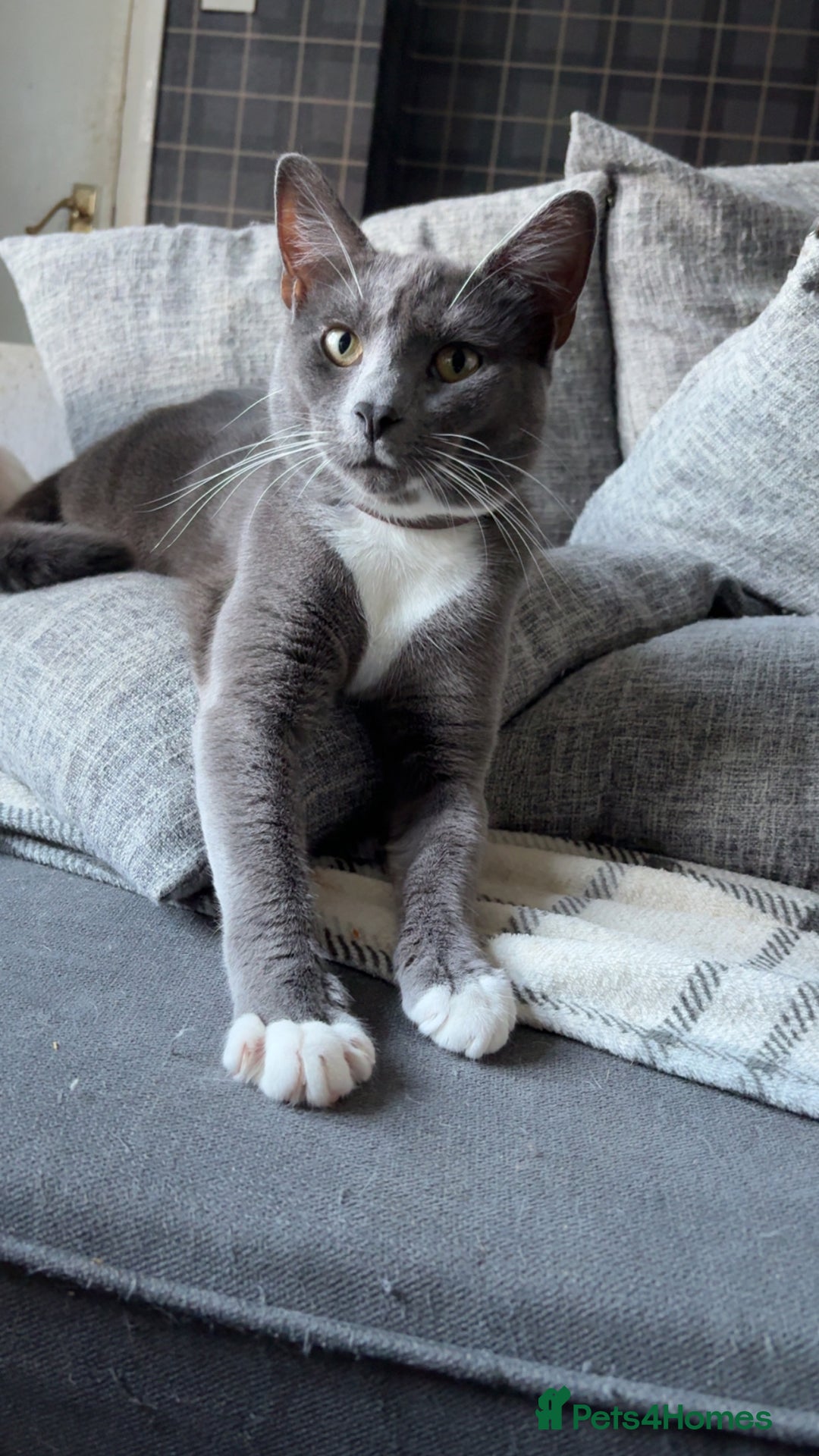 Russian Blue cats for sale: Male Russian blue cat - Image 3