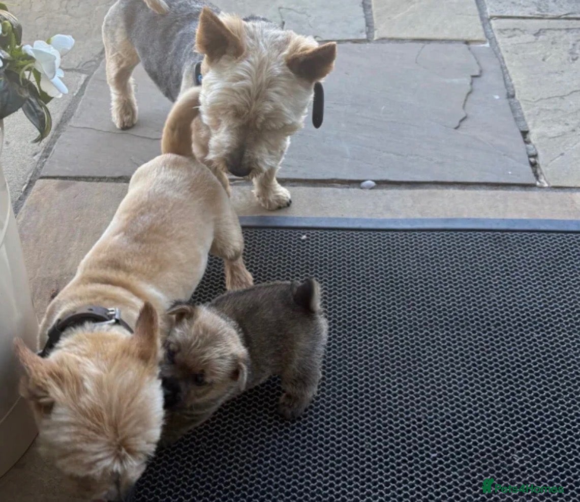 Norwich Terrier dogs Lucas  - Advert 1