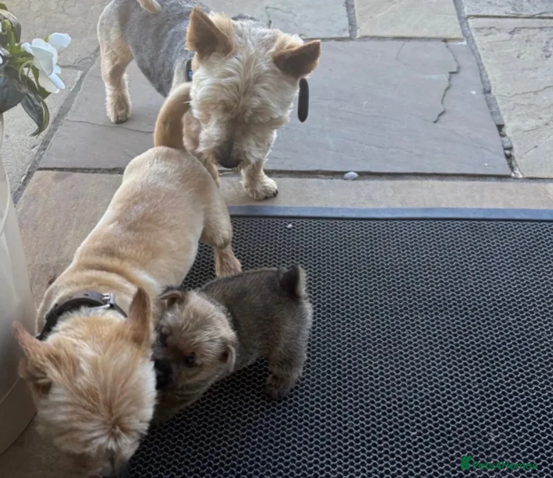 Norwich Terrier dogs for sale: Lucas  in Gerrards Cross - Advert 1