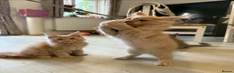 Maine Coon cats for sale: Beautiful Maine Coon kittens for sale. Two boys.🦁 - Advert 8