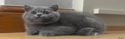 British Shorthair cats for sale: Last Male Ready To Go - Advert 2