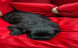 German Shepherd dogs for sale: BOTH PARENTS ARE ALL DNA TESTS CLEAR  - Image 7
