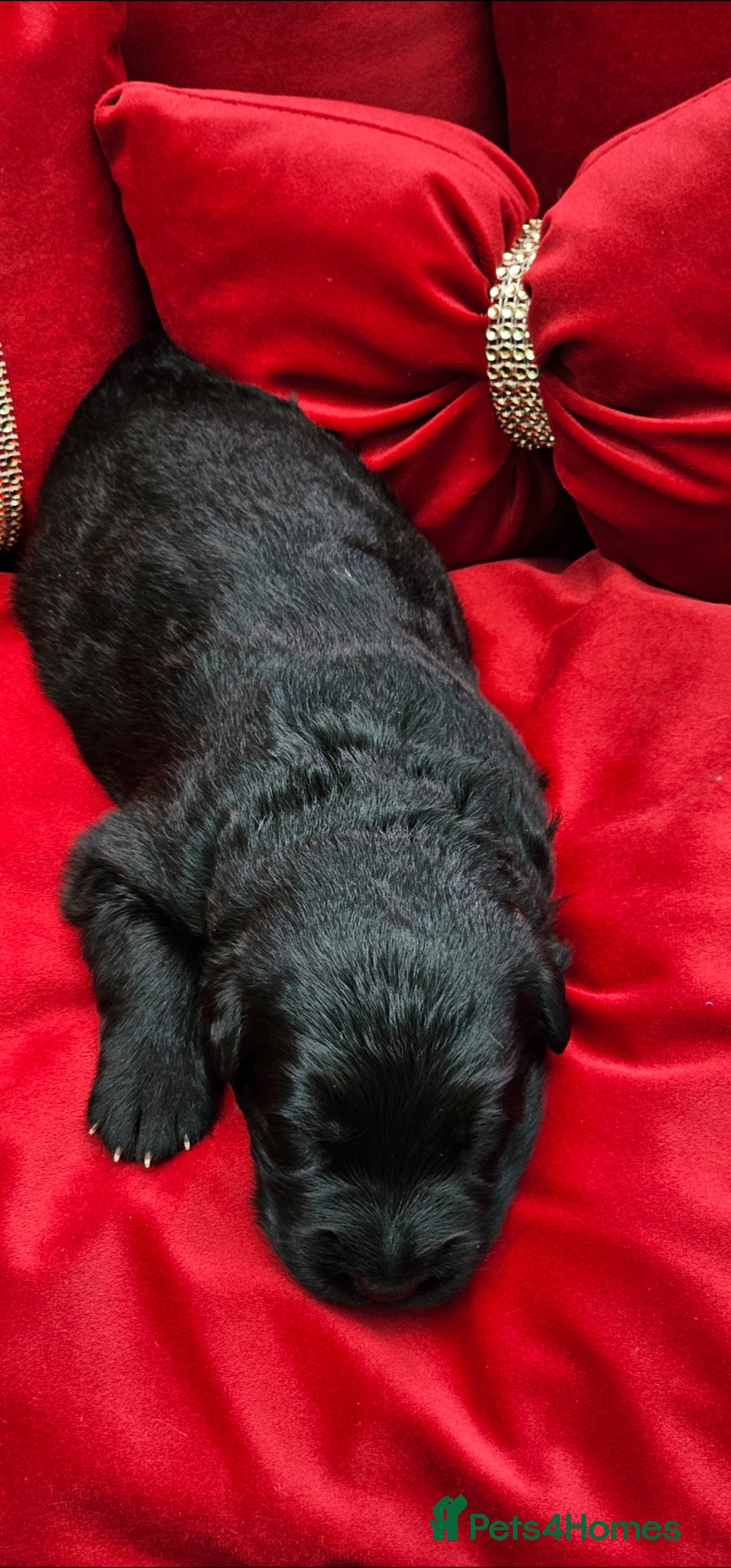 German Shepherd dogs for sale: BOTH PARENTS ARE ALL DNA TESTS CLEAR  - Image 7