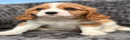 Cavalier King Charles Spaniel dogs for sale: Extensively health tested cavalier puppies  - Advert 22
