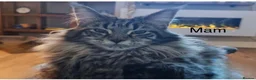Maine Coon cats for sale: MAINECOON KITTENS  in Stockton-on-Tees - Advert 13