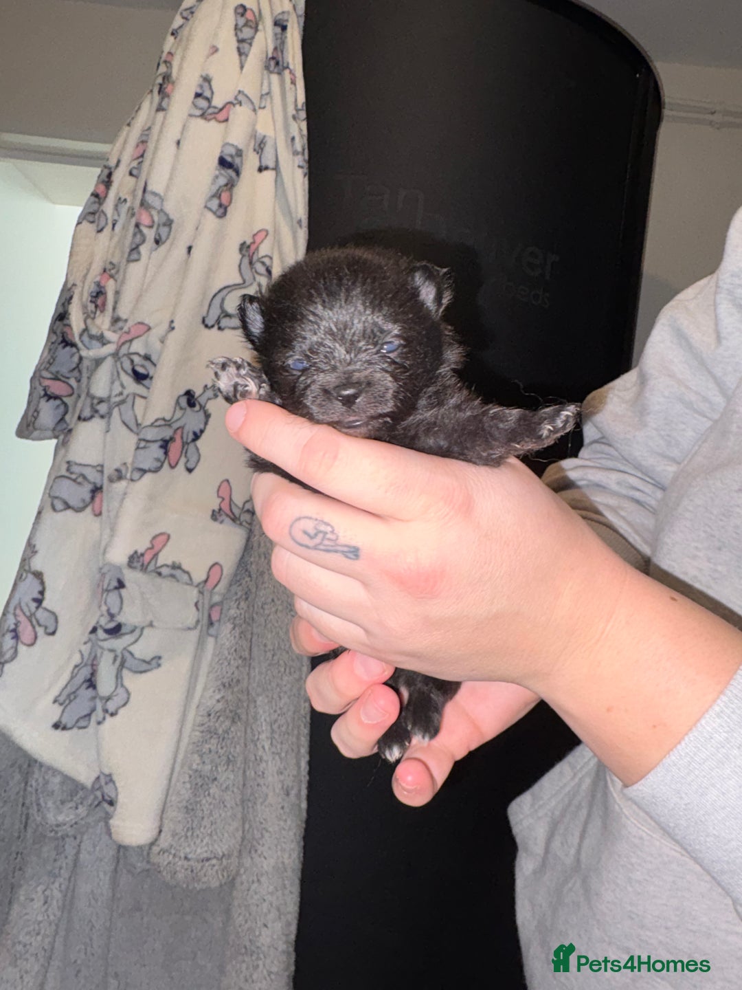 Pomeranian dogs for sale: Miniature Pomeranian puppies - Advert 9