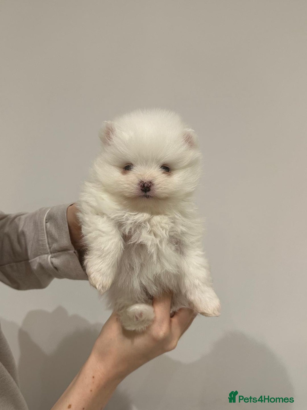 Pomeranian dogs for sale: 4 white pure bred pomerainian puppies - Advert 13