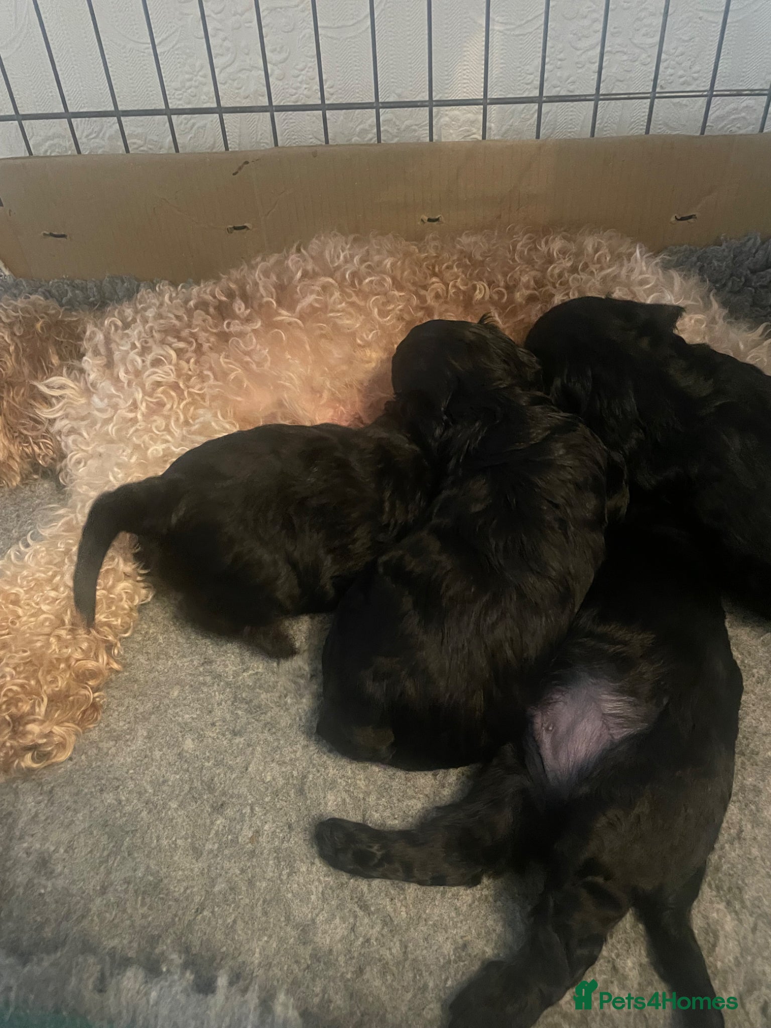 Cavapoo dogs for sale: Adorable F1 Cavapoo Puppies - Advert 12