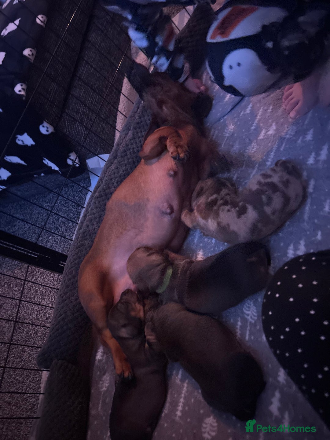 Miniature Dachshund dogs for sale: 3 gorgeous miniature dachshund girls  - Advert 2