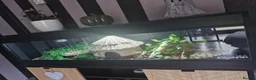 Python Snake reptiles for sale: Ball python in Keighley - Advert 4