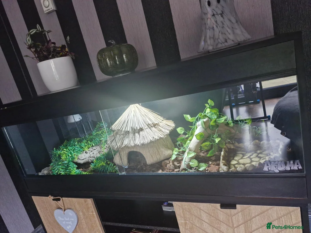 Python Snake reptiles for sale: Ball python in Keighley - Advert 4