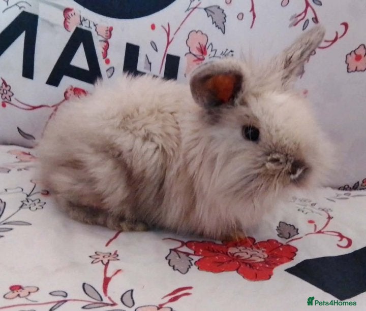 Lionhead rabbits Smoked pearl double mane lionhead  - Advert 3