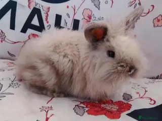 Lionhead rabbits Smoked pearl double mane lionhead - Advert 3