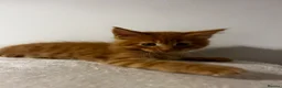 Maine Coon cats for sale: Beautiful Maine Coon Kittens - Advert 22