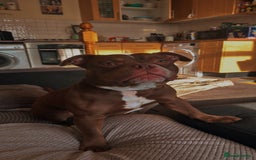 American Bulldog dogs for sale: 1 year old micro bulldog for sale - Image 3