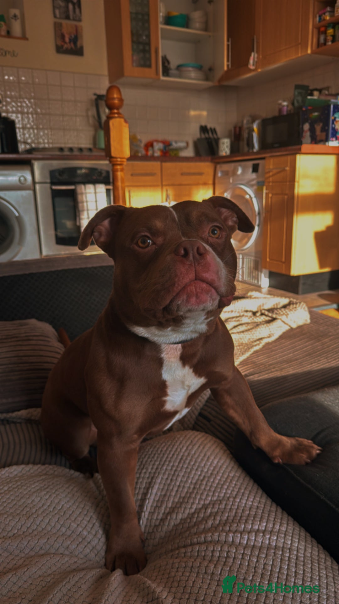 American Bulldog dogs for sale: 1 year old micro bulldog for sale - Image 3