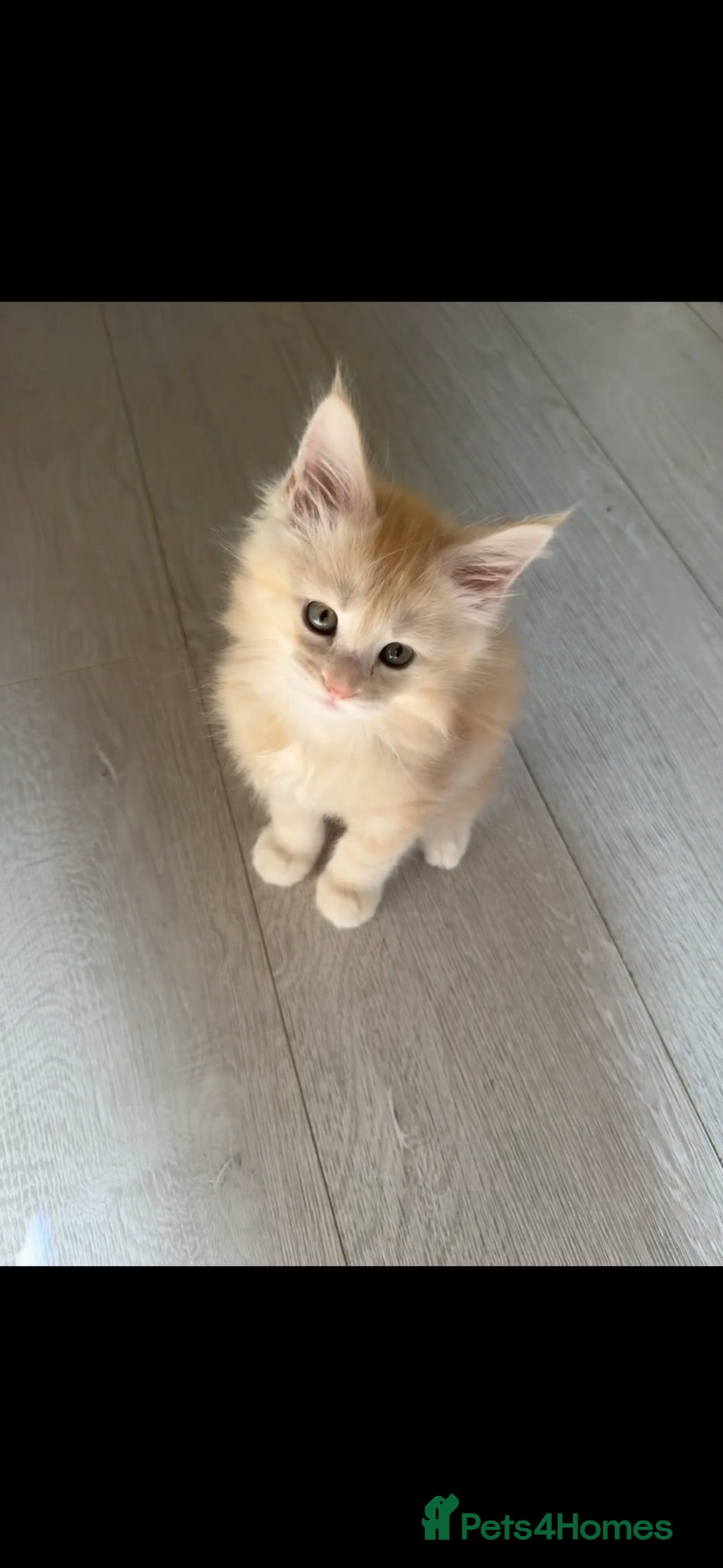 Maine Coon cats Beautiful female cream-smoke maine coon  - Advert 1