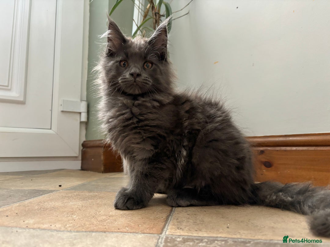 Maine Coon cats for sale: Stunning Maine Coon Kittens  - Image 23