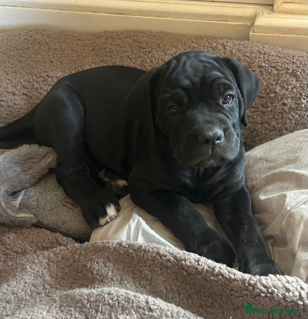 Cane Corso dogs for sale: Cane Corso Puppy 8 - Beautiful Cane Corso puppies  - Image 21