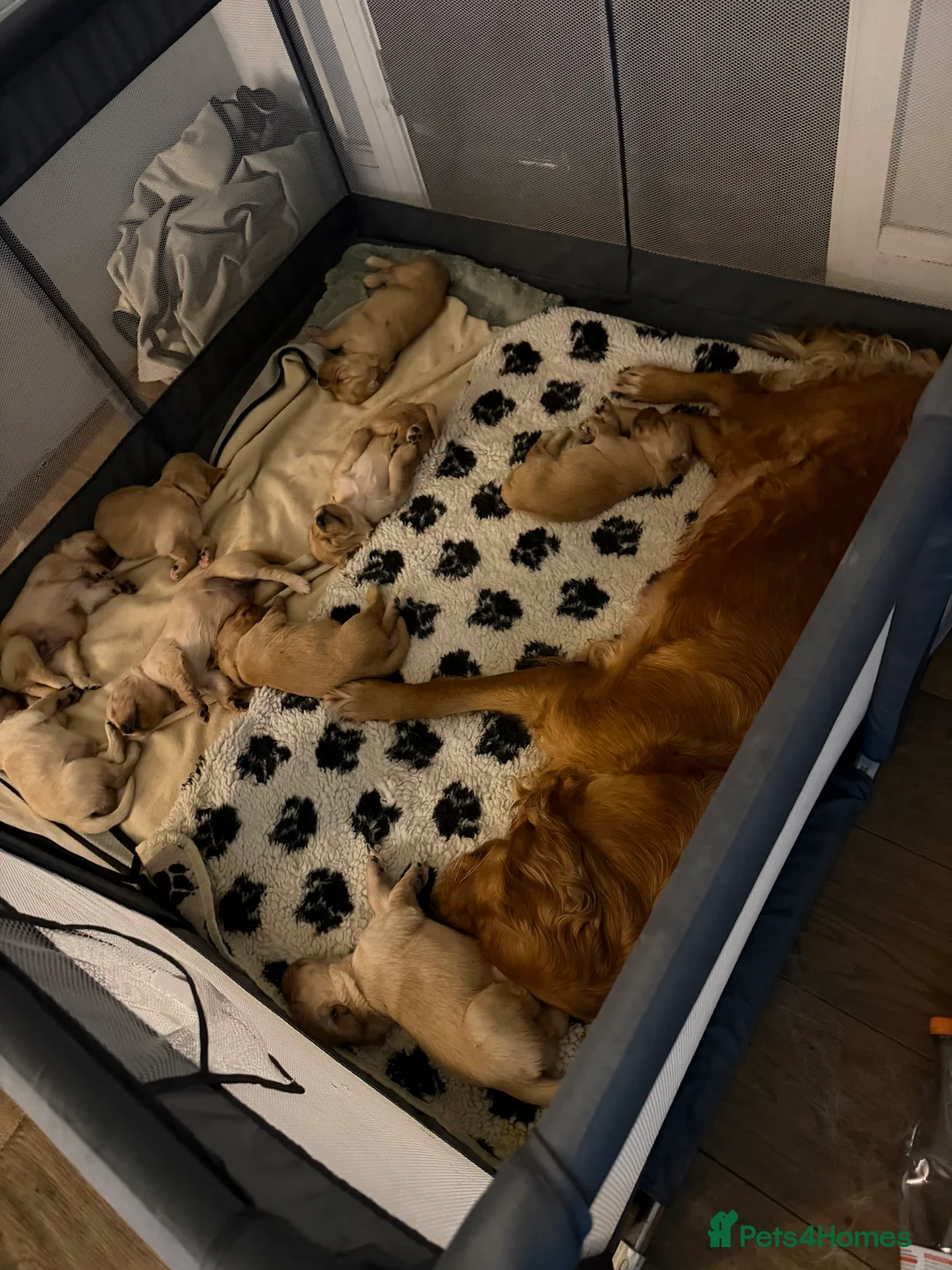 Golden Retriever dogs for sale: Beautifully Coloured Golden Retriever Puppies - Advert 10