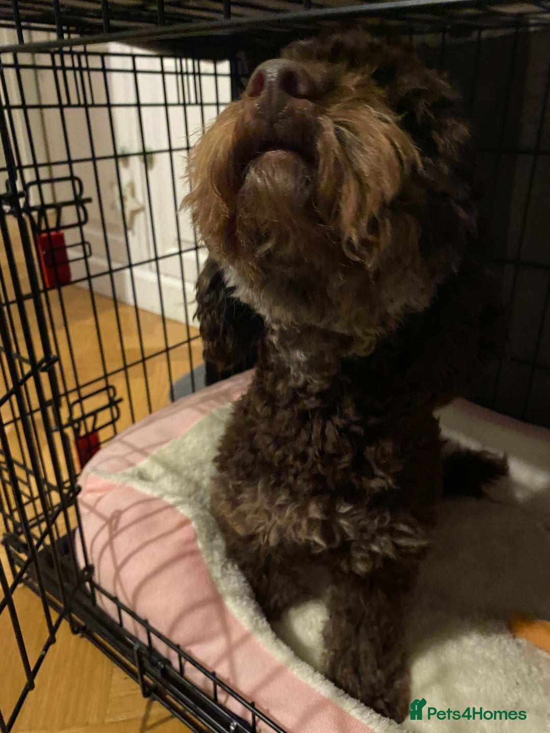 Yorkiepoo dogs for sale: Rehome  - Advert 6