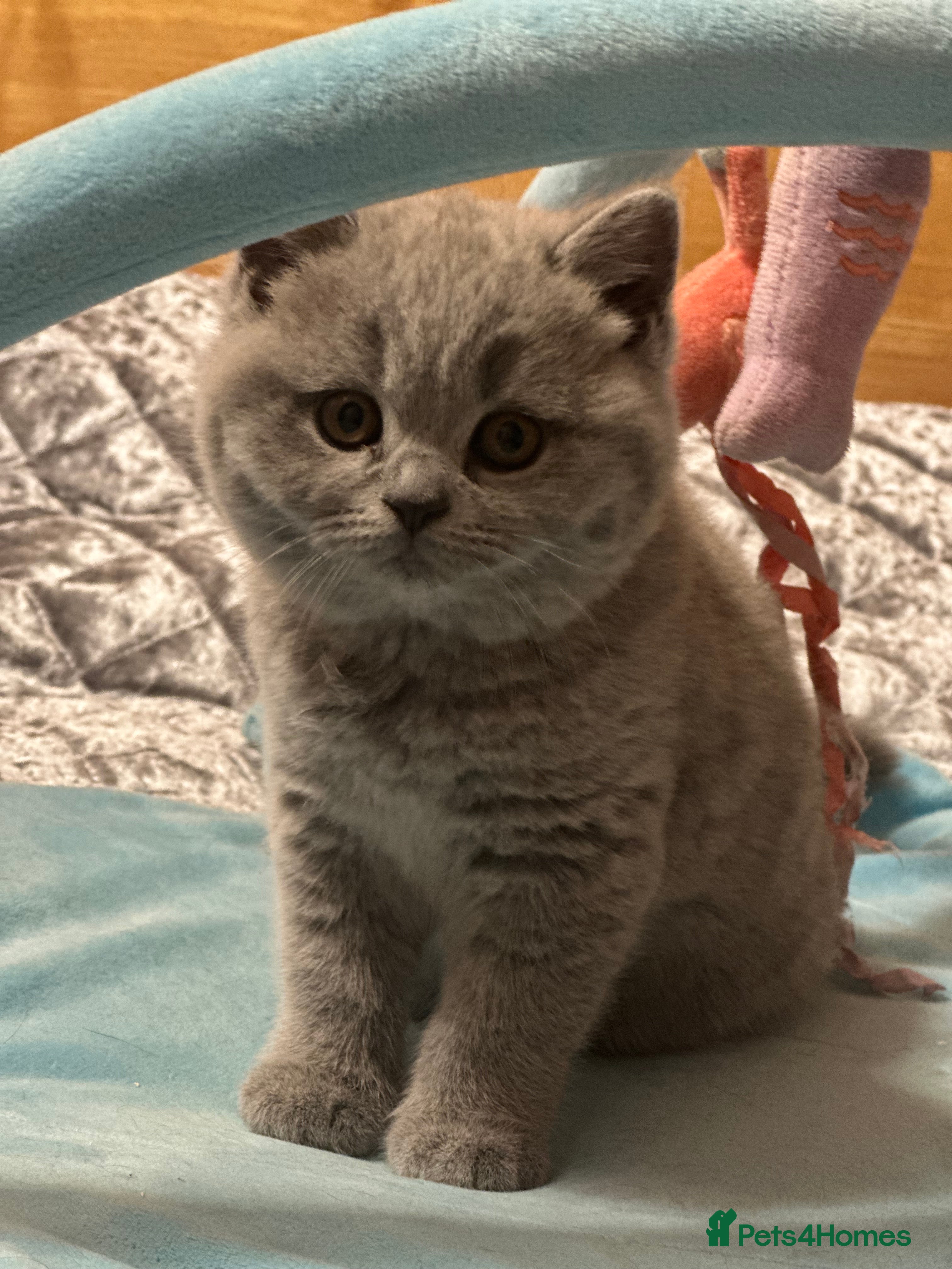 British Shorthair cats GCCF registered kitten  - Advert 11