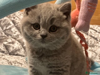 British Shorthair cats GCCF registered kitten - Advert 13