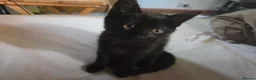 Mixed Breed cats for sale:  11-Week-Old Black Female Kitten - Advert 3