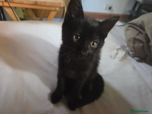 Mixed Breed cats for sale: 12-Week-Old Black Female Kitten - Advert 8
