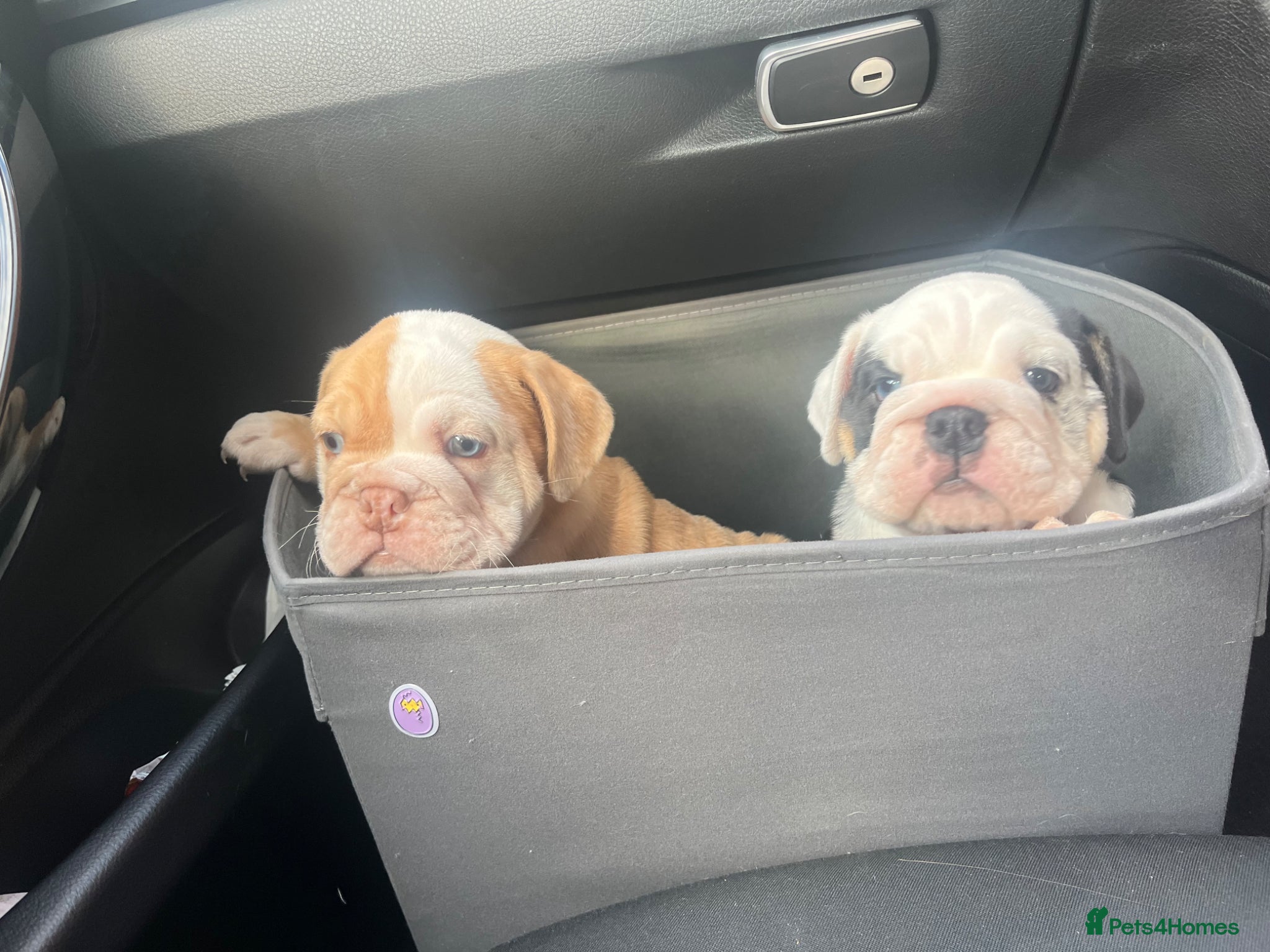 English Bulldog dogs Chunky healthy pups - Advert 1