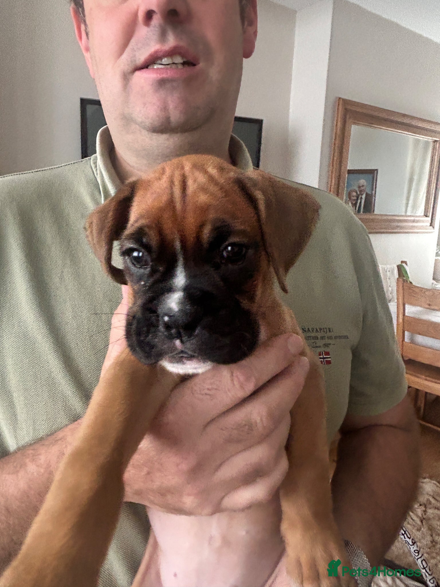 Boxer dogs Stunning boxer puppies-ready 16th June - Advert 1