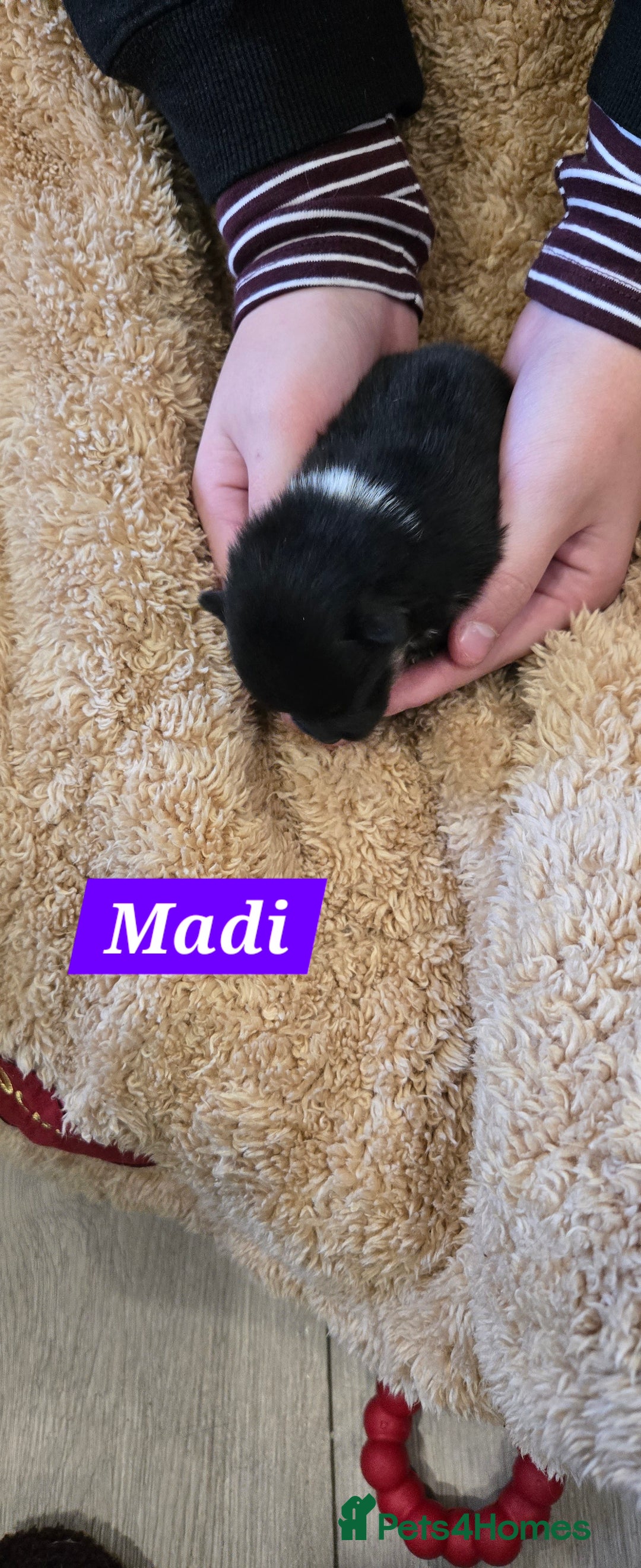 Pomeranian dogs for sale: Pretty Pomeranians  - Advert 20